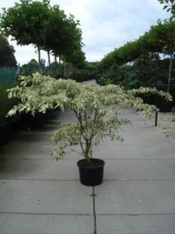 Reuzenkornoelje (Cornus Controversa 'Variegata') -Tuinplantenwinkel 20120218102443 7
