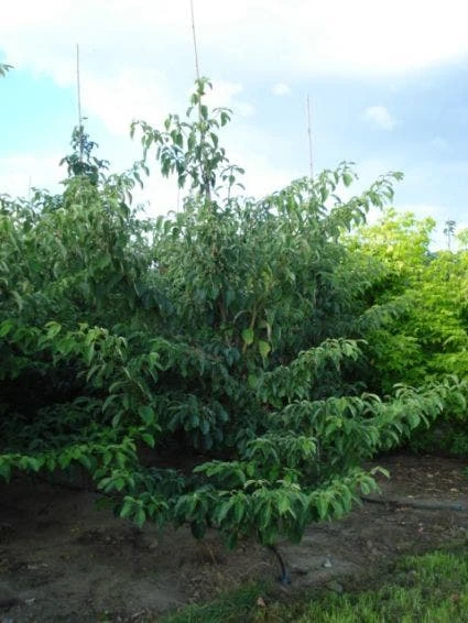 Kornoelje (Cornus Controversa 'Pagoda') 2 Kornoelje (Cornus Controversa 'Pagoda') - Afbeelding 2