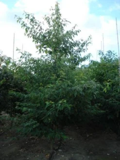 Reuzenkornoelje (Cornus Controversa 'Variegata') -Tuinplantenwinkel 20120218102727 11