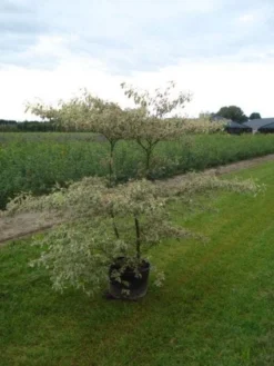 Kornoelje (Cornus Alternifolia 'Argentea') -Tuinplantenwinkel 20120218102845 2