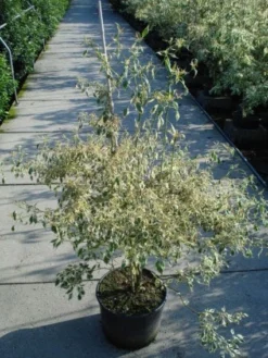 Kornoelje (Cornus Alternifolia 'Argentea') -Tuinplantenwinkel 20120218102902 2