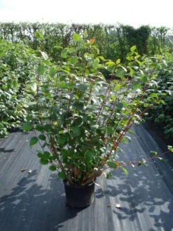 Kornoelje (Cornus Alba 'Sibirica') 9 Kornoelje (Cornus Alba 'Sibirica') -Tuinplantenwinkel 20120218103207 6