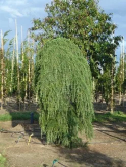 Treurceder (Cedrus Deodara 'Pendula') -Tuinplantenwinkel 20120218104745 13 2