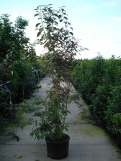 Schoonvrucht (Callicarpa Bodinieri 'Profusion') -Tuinplantenwinkel 20120218105422 30 6