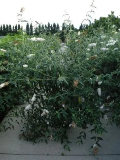 Vlinderstruik (Buddleja Davidii 'White Profusion') -Tuinplantenwinkel 20120218105604 3 1