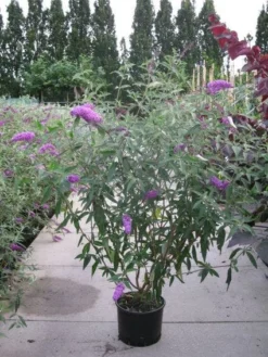 Vlinderstruik (Buddleja Davidii 'Pink Delight') -Tuinplantenwinkel 20120218105635 3