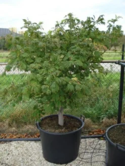 Japanse Esdoorn (Acer Japonicum 'Aconitifolium') -Tuinplantenwinkel 20120218111902 10