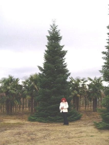 Nordmann-spar (Abies Nordmanniana) 2 Nordmann-spar (Abies Nordmanniana) - Afbeelding 2