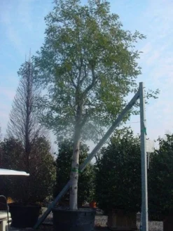 Mimosa Als Boom (Acacia Dealbata) -Tuinplantenwinkel 20120219161040 6 1