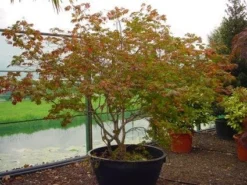 Japanse Esdoorn (Acer Japonicum 'Aconitifolium') -Tuinplantenwinkel 20120219161625 10
