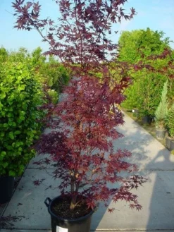 Japanse Esdoorn (Acer Palmatum 'Atropurpureum') -Tuinplantenwinkel 20120219161852 9 1