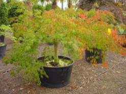Japanse Esdoorn (Acer Palmatum 'Dissectum') -Tuinplantenwinkel 20120219170606 11