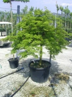 Japanse Esdoorn (Acer Palmatum 'Dissectum') -Tuinplantenwinkel 20120219170629 11 1