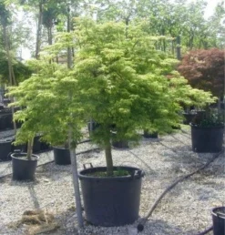 Japanse Esdoorn (Acer Palmatum 'Dissectum') -Tuinplantenwinkel 20120219170657 11