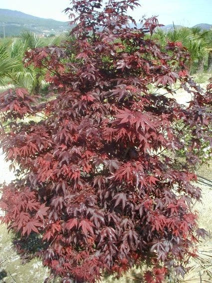 Japanse Esdoorn (Acer Palmatum 'Fireglow') 4 Japanse Esdoorn (Acer Palmatum 'Fireglow') - Afbeelding 4