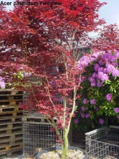 Japanse Esdoorn (Acer Palmatum 'Fireglow') -Tuinplantenwinkel 20120220091058 11 1