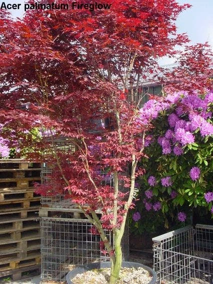 Japanse Esdoorn (Acer Palmatum 'Fireglow') 3 Japanse Esdoorn (Acer Palmatum 'Fireglow') - Afbeelding 3