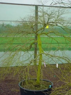 Japanse Esdoorn (Acer Palmatum 'Ornatum') -Tuinplantenwinkel 20120220092604 11