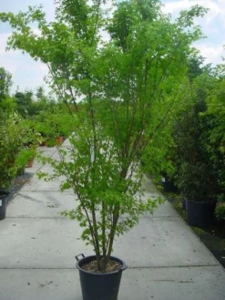 Japanse Esdoorn (Acer Palmatum) -Tuinplantenwinkel 20120220092844 11