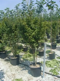 Japanse Esdoorn (Acer Palmatum) -Tuinplantenwinkel 20120220093454 11