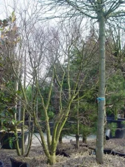 Japanse Esdoorn (Acer Palmatum) -Tuinplantenwinkel 20120220093531 11