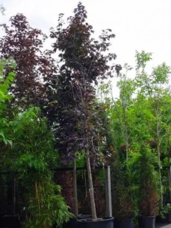 Rode Esdoorn (Acer Platanoides 'Crimson King') -Tuinplantenwinkel 20120220093721 18