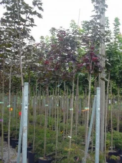 Rode Esdoorn (Acer Platanoides 'Crimson King') -Tuinplantenwinkel 20120220093748 18
