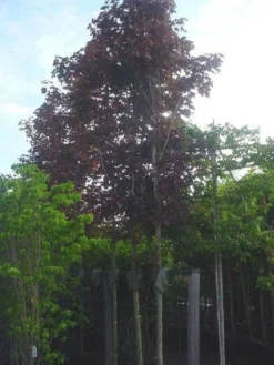Rode Esdoorn (Acer Platanoides 'Crimson King') -Tuinplantenwinkel 20120220093817 18