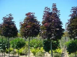 Noorse Esdoorn (Acer Platanoides 'Crimson Sentry') -Tuinplantenwinkel 20120220094000 12 1