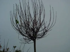 Bolesdoorn (Acer Platanoides 'Globosum') 14 Bolesdoorn (Acer Platanoides 'Globosum') -Tuinplantenwinkel 20120220094356 22 1