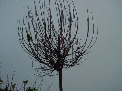 Bolesdoorn (Acer Platanoides 'Globosum') 4 Bolesdoorn (Acer Platanoides 'Globosum') - Afbeelding 4