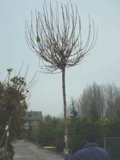 Bolesdoorn (Acer Platanoides 'Globosum') 13 Bolesdoorn (Acer Platanoides 'Globosum') -Tuinplantenwinkel 20120220094413 22 1