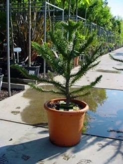 Apeboom (Araucaria Araucana) -Tuinplantenwinkel 20120220101040 17