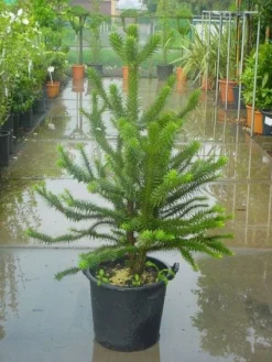 Apeboom (Araucaria Araucana) -Tuinplantenwinkel 20120220101134 17