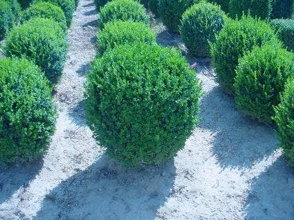 Buxusbol (Buxus Sempervirens, Bolvorm) 2 Buxusbol (Buxus Sempervirens, Bolvorm) - Afbeelding 2