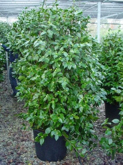 Camelia (Camellia, Rood) 7 Camelia (Camellia, Rood) - Afbeelding 7