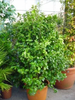 Camelia (Camellia, Wit) 10 Camelia (Camellia, Wit) -Tuinplantenwinkel 20120220112651 5