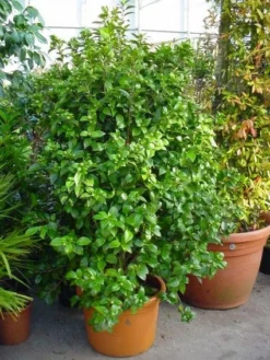 Camelia (Camellia, Rose) -Tuinplantenwinkel 20120220112744 20 4 1