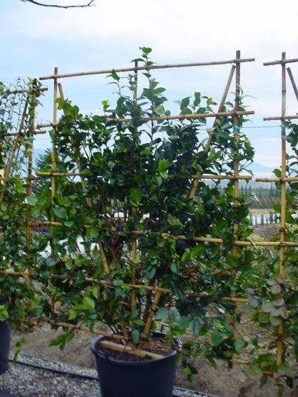 Camelia Als Leivorm (Camellia Japonica) 3 Camelia Als Leivorm (Camellia Japonica) - Afbeelding 3