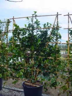 Camelia Als Leivorm (Camellia Japonica) 9 Camelia Als Leivorm (Camellia Japonica) -Tuinplantenwinkel 20120220112828 2