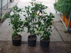 Camelia (Camellia, Rood) 17 Camelia (Camellia, Rood) -Tuinplantenwinkel 20120220112914 60 12