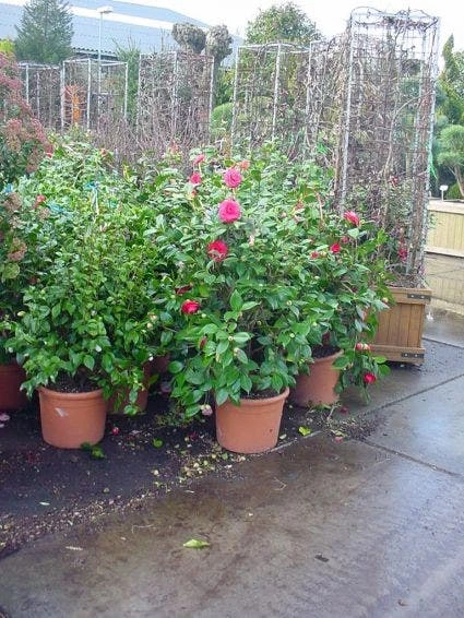 Camelia (Camellia, Rose) 3 Camelia (Camellia, Rose) - Afbeelding 3