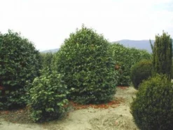 Camelia (Camellia, Rood) -Tuinplantenwinkel 20120220113515 24 12 12 1