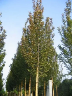 Haagbeuk (Carpinus Betulus 'Fastigiata')