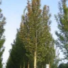 Haagbeuk Als Boom (Carpinus Betulus 'Fastigiata')