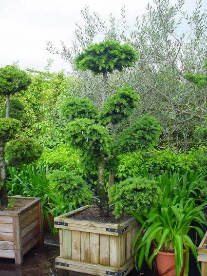 Libanonceder Als Bonsai (Cedrus Libani) 1 Libanonceder Als Bonsai (Cedrus Libani)
