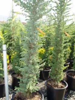 Zuilvormige Ceder (Cedrus Libani 'Fastigiata') 19 Zuilvormige Ceder (Cedrus Libani 'Fastigiata') -Tuinplantenwinkel 20120220143513 11