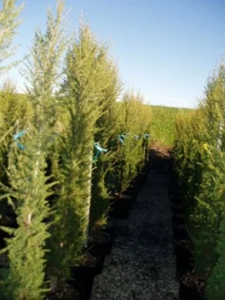 Zuilvormige Ceder (Cedrus Libani 'Fastigiata') 23 Zuilvormige Ceder (Cedrus Libani 'Fastigiata') -Tuinplantenwinkel 20120220143559 10