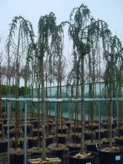 Treurceder Als Boom (Cedrus Libani 'Glauca Pendula') -Tuinplantenwinkel 20120220143948 9 1