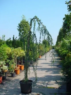 Treurceder Als Boom (Cedrus Libani 'Glauca Pendula') -Tuinplantenwinkel 20120220144034 9 1